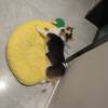 comment-small-img