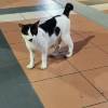 comment-small-img