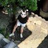 comment-small-img