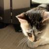 comment-small-img