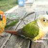 comment-small-img