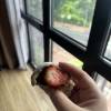 comment-small-img