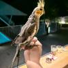 comment-small-img