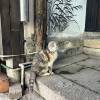 comment-small-img