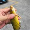 comment-small-img