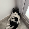 comment-small-img