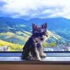 comment-small-img