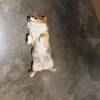comment-small-img
