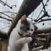 comment-small-img