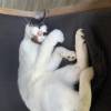comment-small-img