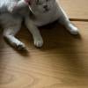 comment-small-img