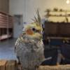 comment-small-img