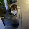 comment-small-img