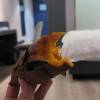 comment-small-img