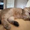comment-small-img