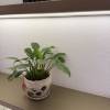 comment-small-img