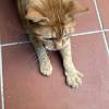 comment-small-img