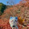 comment-small-img