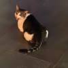 comment-small-img