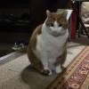 comment-small-img