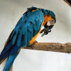 comment-small-img