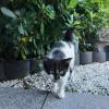 comment-small-img