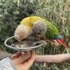 comment-small-img