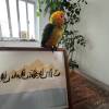 comment-small-img