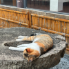comment-small-img