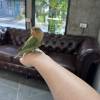 comment-small-img