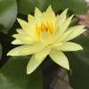 comment-small-img