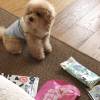 comment-small-img