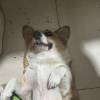 comment-small-img