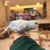 comment-small-img