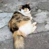 comment-small-img