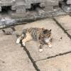 comment-small-img