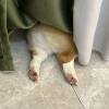 comment-small-img