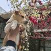 comment-small-img