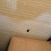 comment-small-img