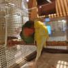 comment-small-img