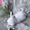 comment-small-img