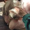 comment-small-img