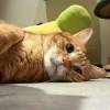 comment-small-img