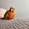 comment-small-img