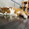 comment-small-img