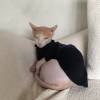comment-small-img