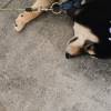 comment-small-img
