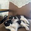 comment-small-img