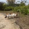 comment-small-img