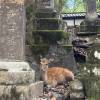 comment-small-img